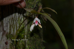 Dendrobium heyneanum
